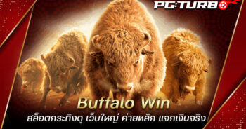 Buffalo Win สล็อตกระทิงดุ เว็บใหญ่ ค่ายหลัก แจกเงินจริง